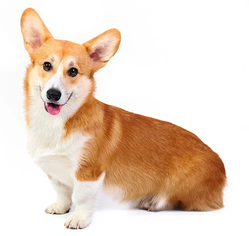 Silly Corgi Names
