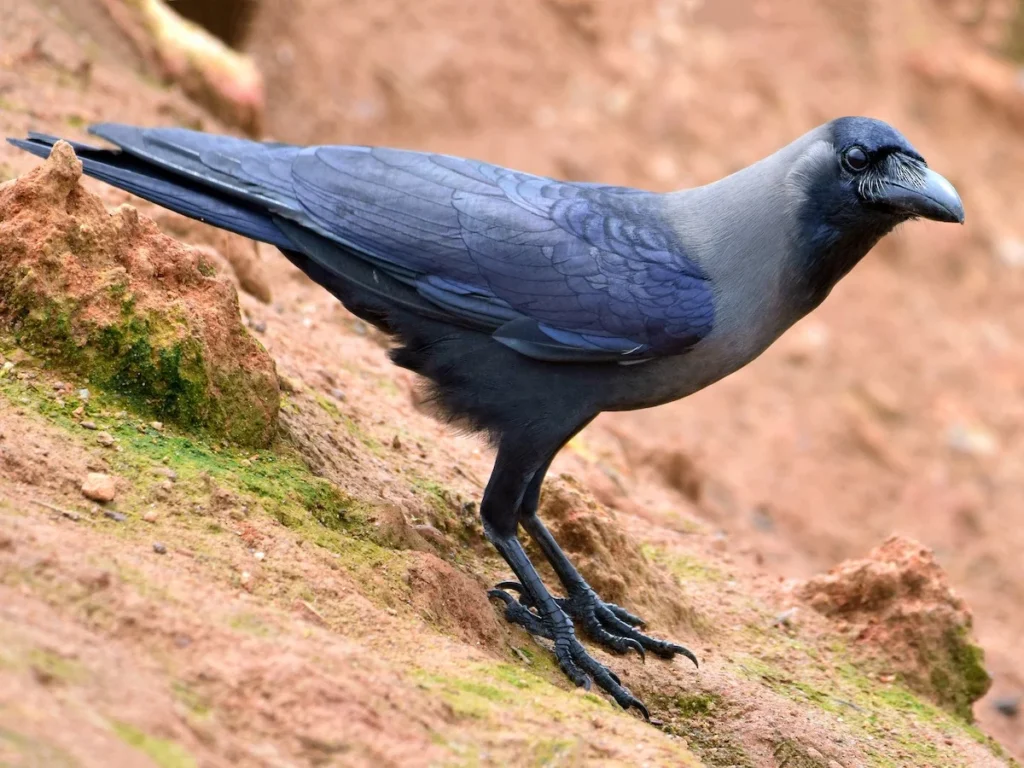 Silly Crow Names