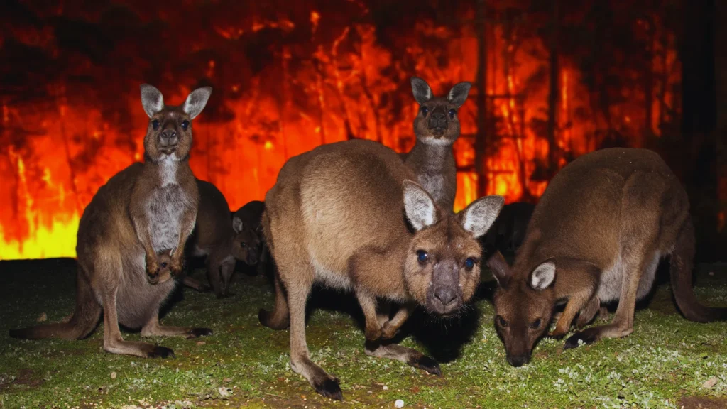Silly Kangaroo Names
