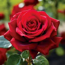 Silly Red Flower Names