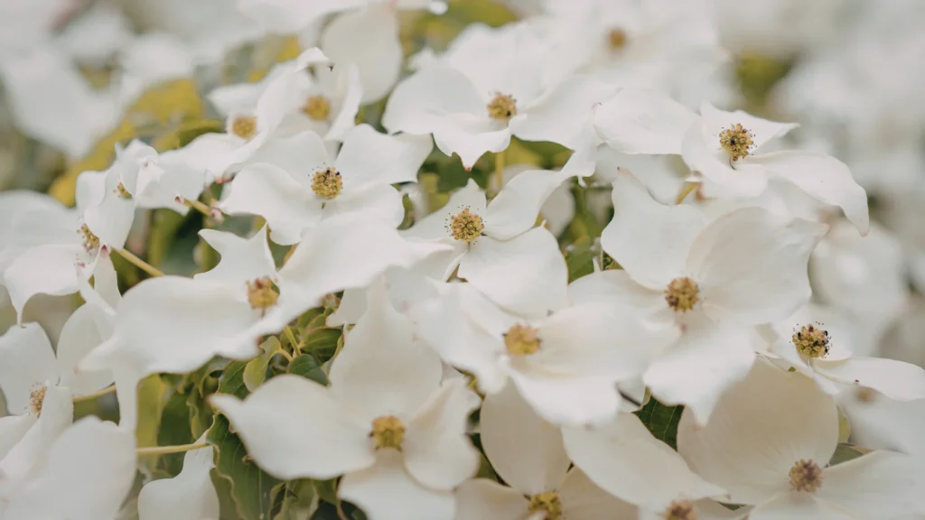 Silly White Flower Names