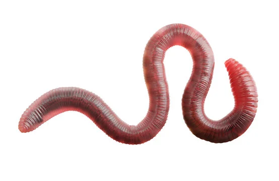 Silly Worm Names