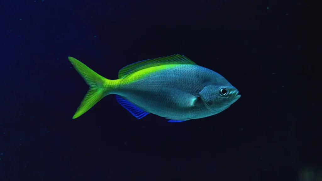 Small Blue Fish Names