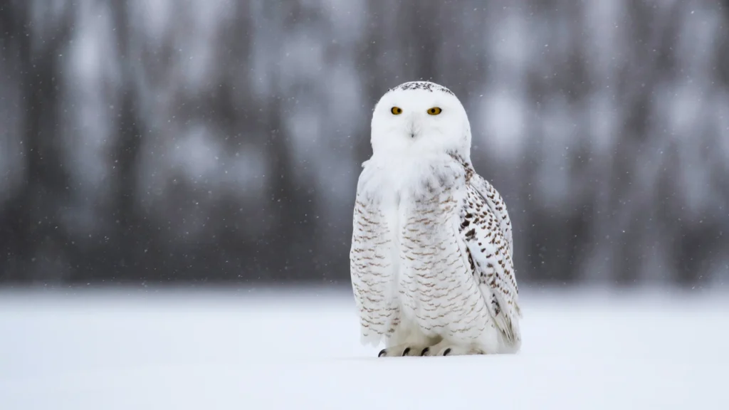 Snow Owl Names