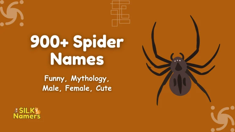 Spider Names