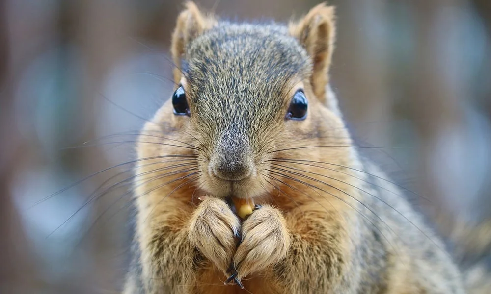 Squirrel Pun Names