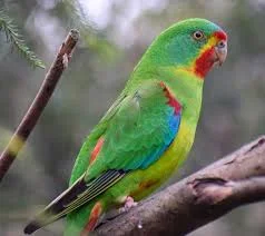 Talkative Parrot Names