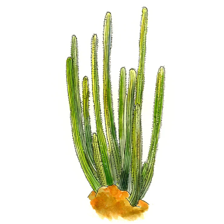 Tall Cactus Names