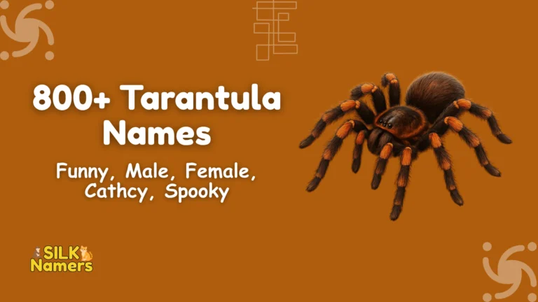 Tarantula Names