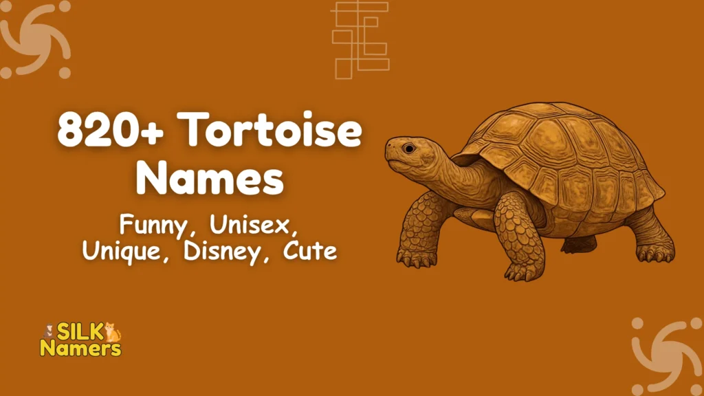 Tortoise Names
