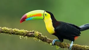 Toucan Nicknames