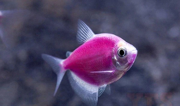 Trendy Pink Fish Names 2026