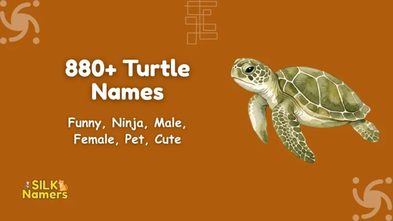 Turtle Names