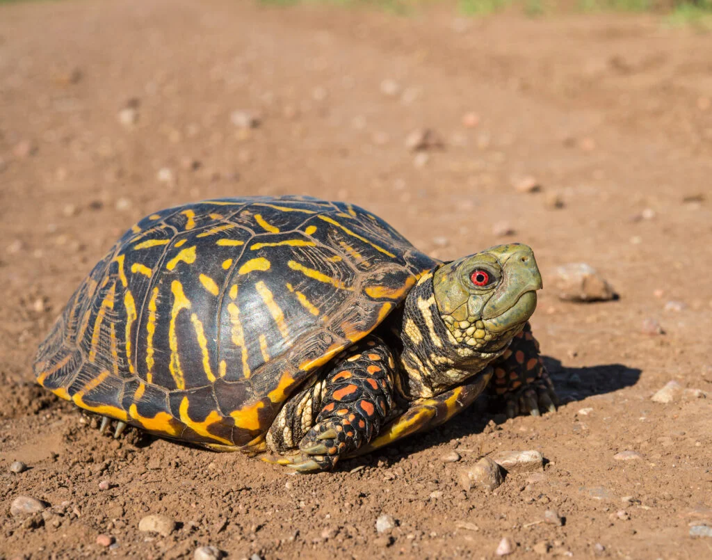 Turtle Names For Pets
