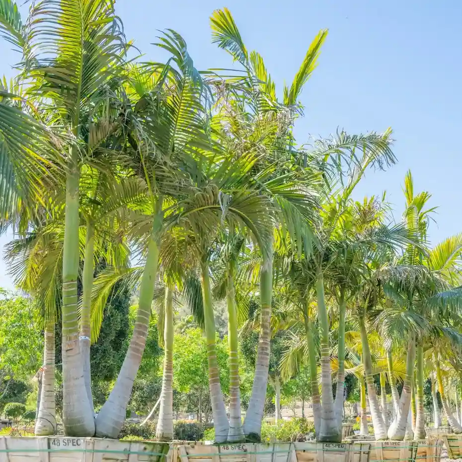 Ultimate List of Palm Tree Names