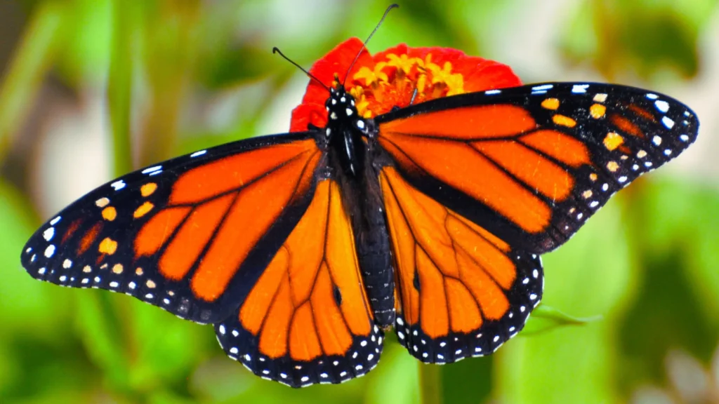 Unique Butterfly Names