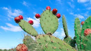 Unique Cactus Names