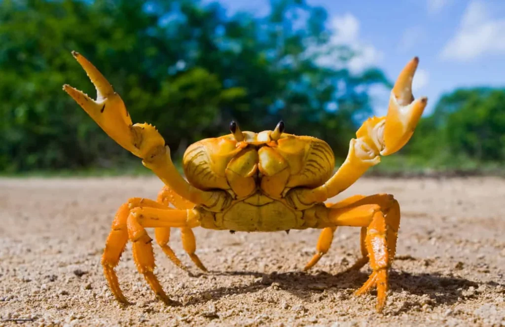 Unique Crab Names