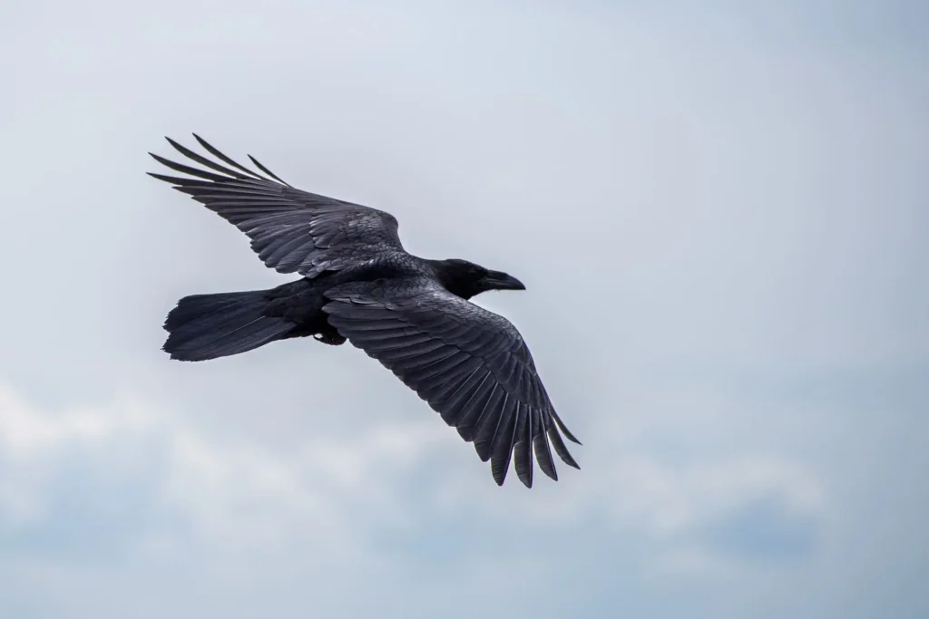 Unique Crow Names