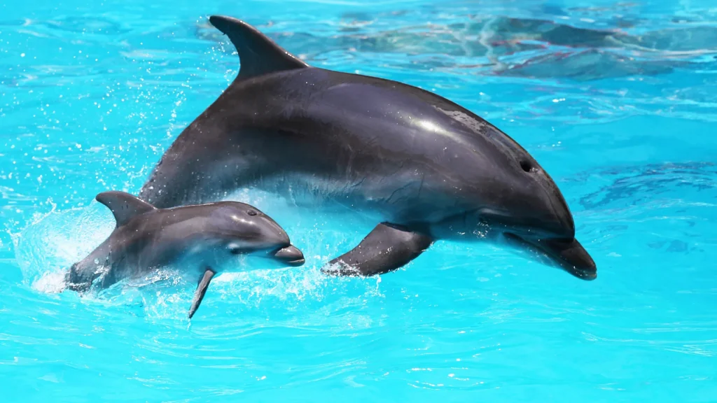 Unique Dolphin Names