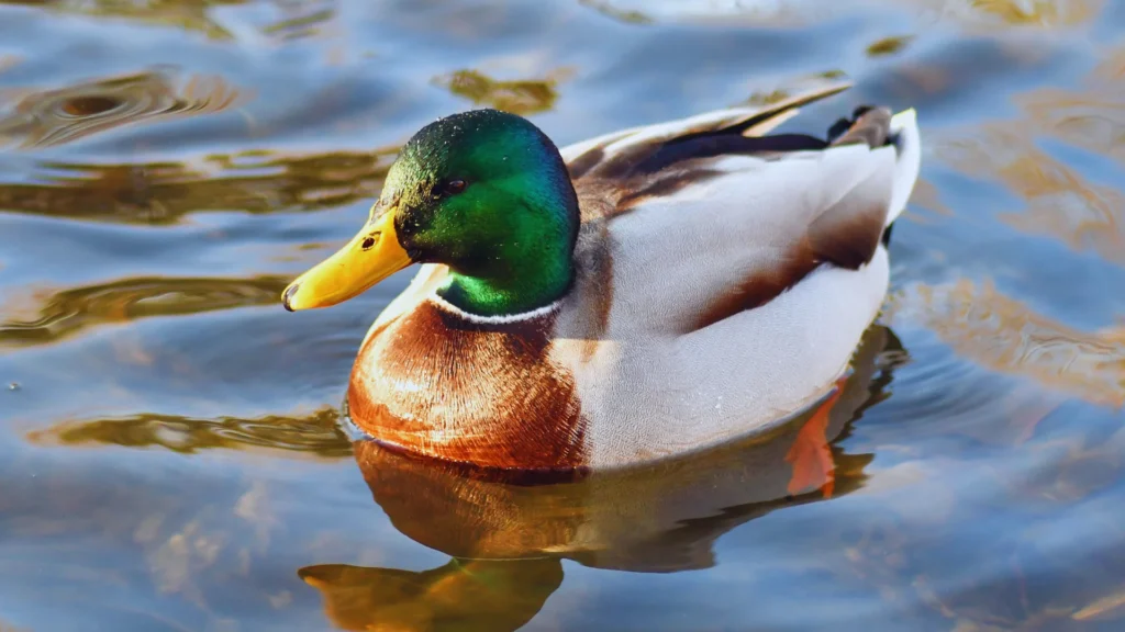 Unique Duck Names