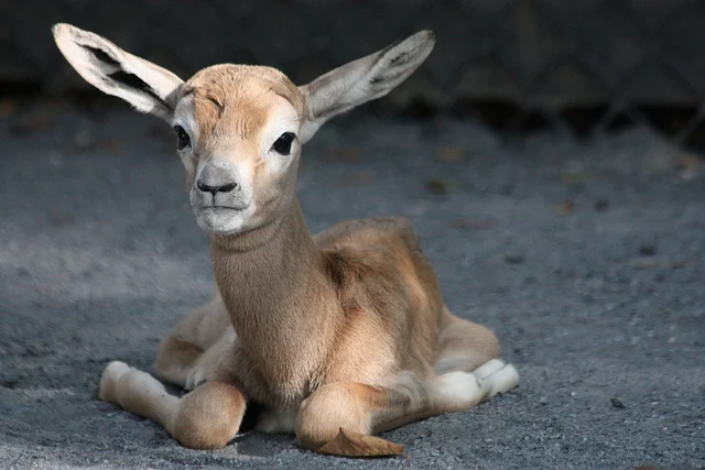 Unique Gazelle Names
