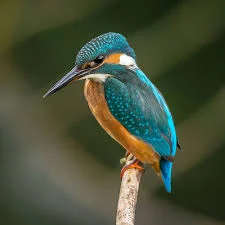 Unique Kingfisher Names