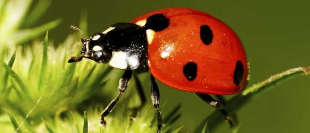 Unique Ladybug Names