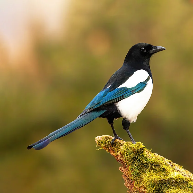 Unique Magpie Names