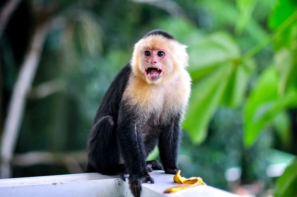 Unique Monkey Names