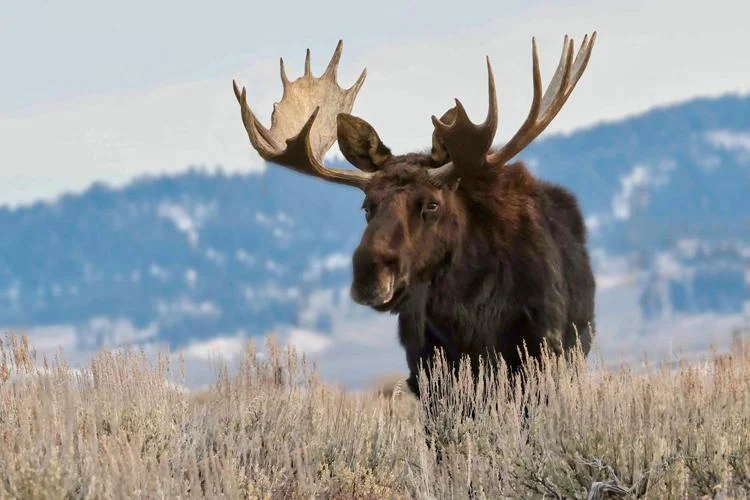 Unique Moose Names