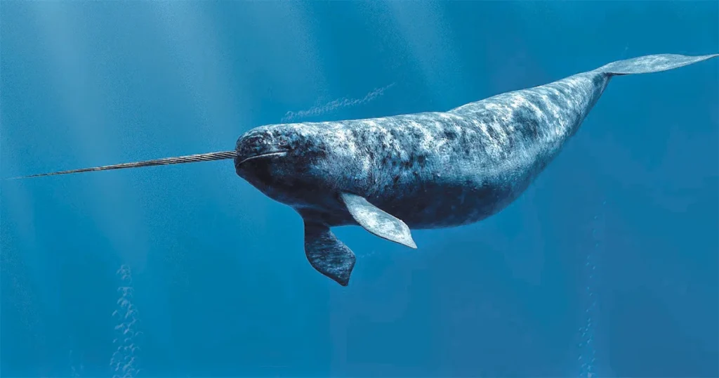 Unique Narwhal Names