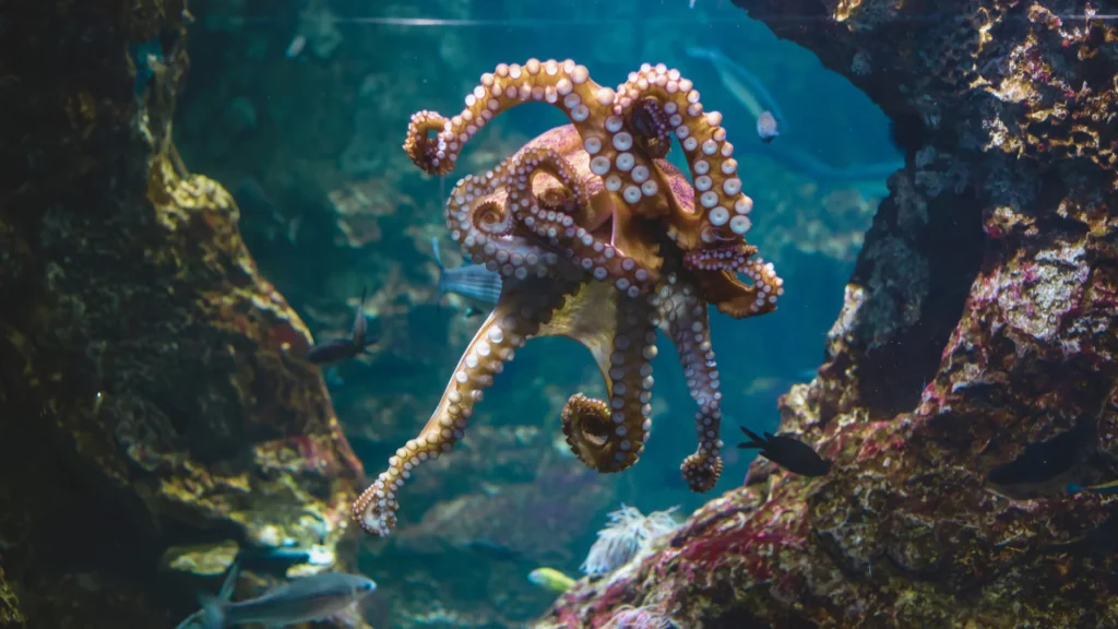 Unique Octopus Names