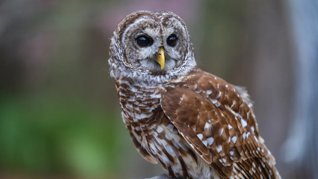 Unique Owl Names