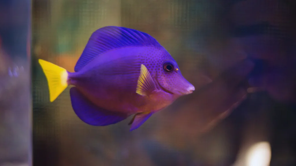 Unique Purple Fish Names
