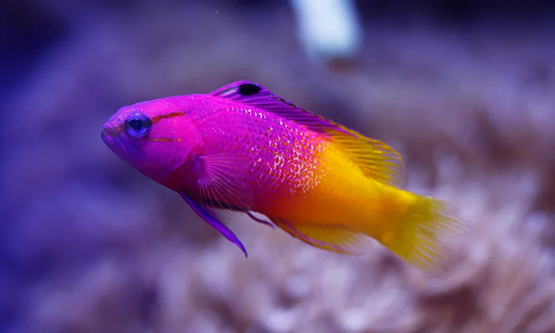 Unique Saltwater Fish Names