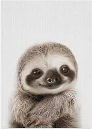 Unique Sloth Names