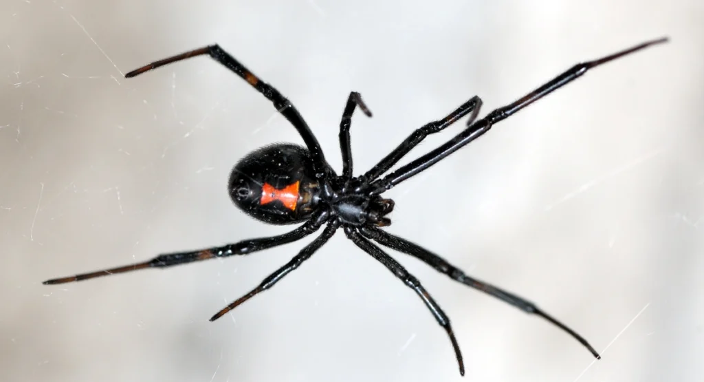 Unique Spider Names