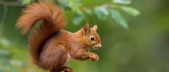 Unique Squirrel Names