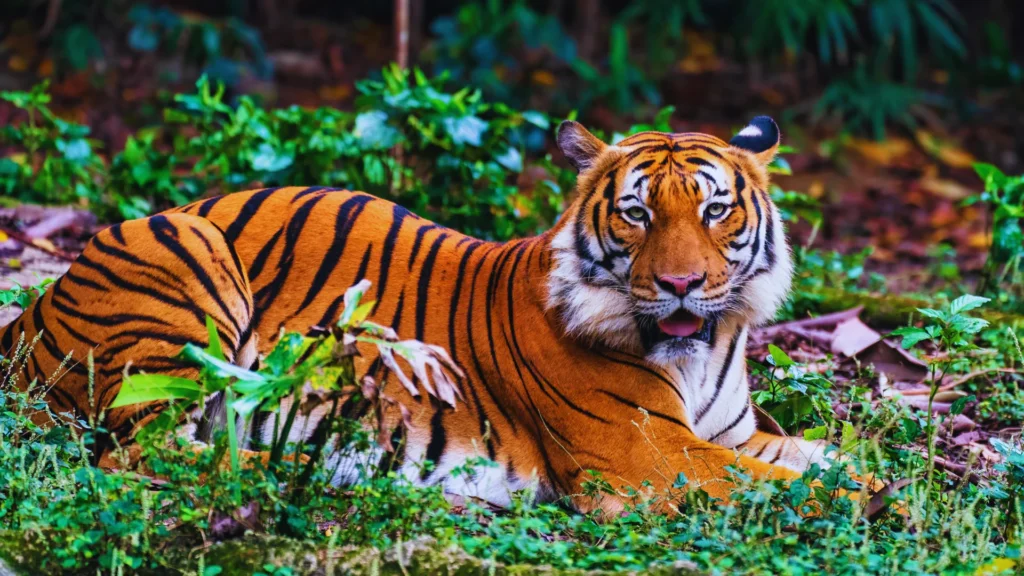 Unique Tiger Names