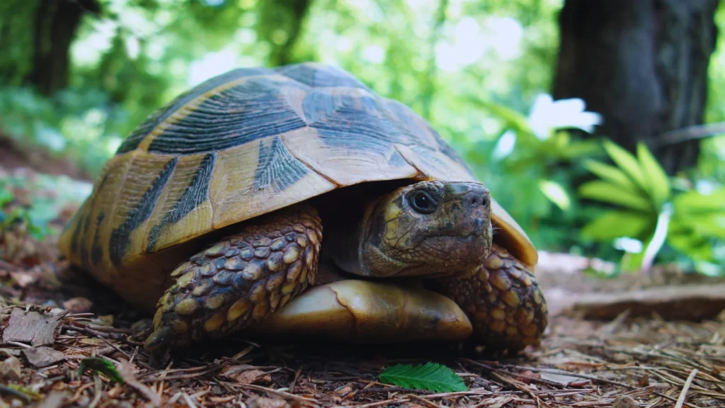 Unique Tortoise Names