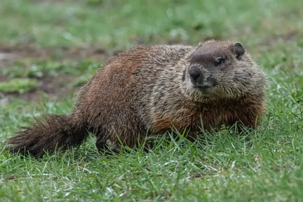 Unique and Rare Groundhog Names