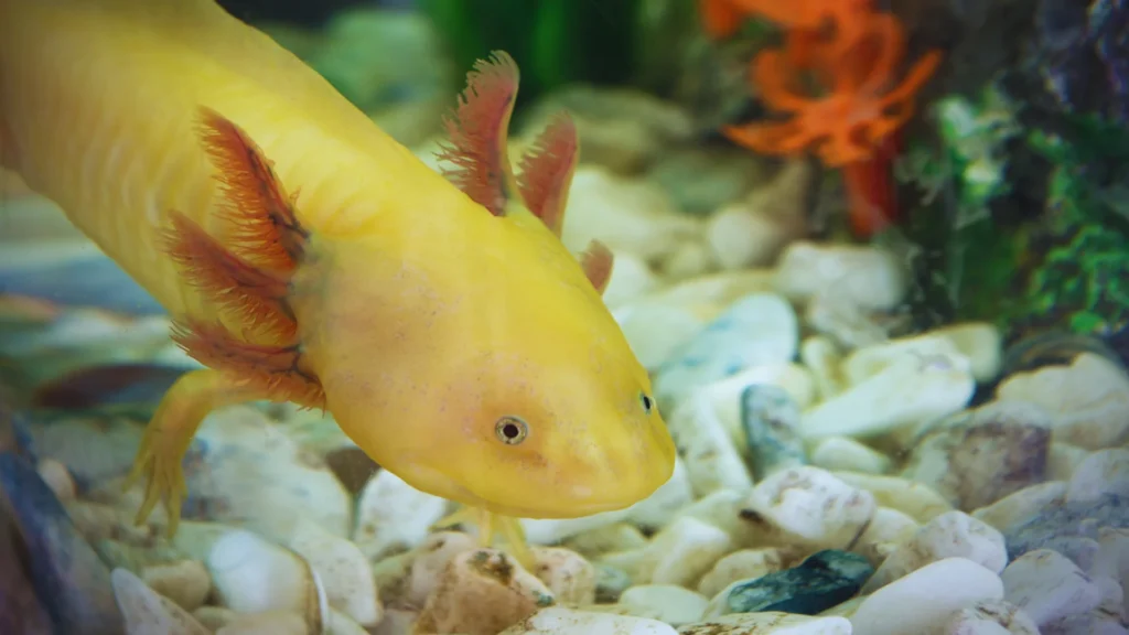 Unisex Axolotl Names