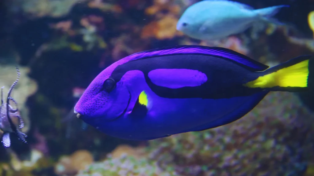 Vibrant Purple Fish Names