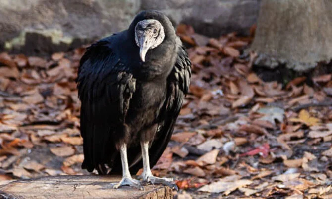 Vulture Names In Jungle Book