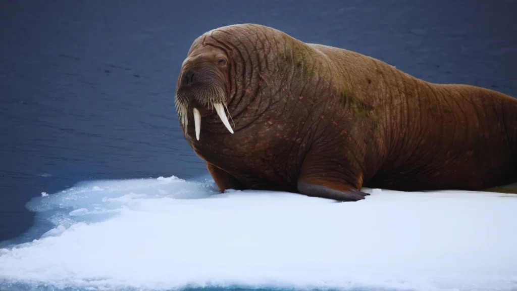 Walrus Names For Pets