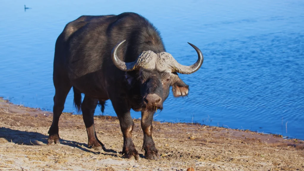 Water Buffalo Names