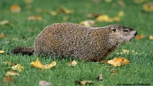 Whimsical Groundhog Names