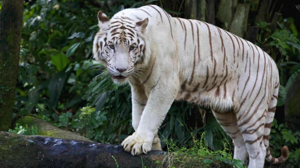 White Tiger Names Reddit