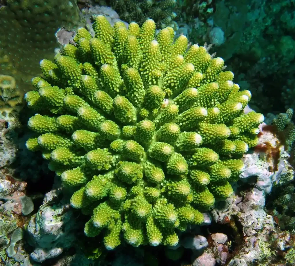 Wild Coral Names